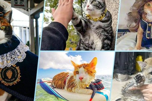 Những 'ngôi sao' mèo nổi tiếng làm say đắm lòng người: Từ mèo 'thời trang' đến mèo 'high-five'