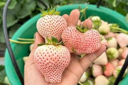 Loại quả đắt đỏ có giá tiền triệu nay rao bán khắp 'chợ mạng' chỉ từ vài chục ngàn đồng/kg