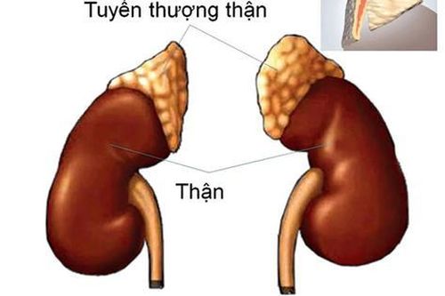 Suy tuyến thượng thận: Hiểu đúng để điều trị hiệu quả