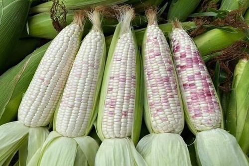 Ngô và những biến tấu của quà quê