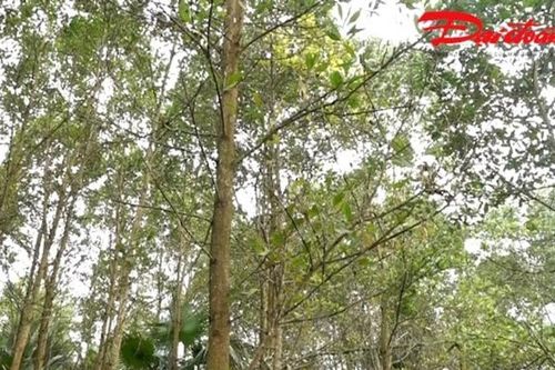 Thái Nguyên: Rừng FSC thúc đẩy giá trị kinh tế bền vững nông thôn
