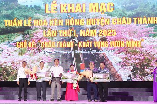 Hấp dẫn tuần lễ hoa kèn hồng lần đầu tiên tại Châu Thành, Sóc Trăng