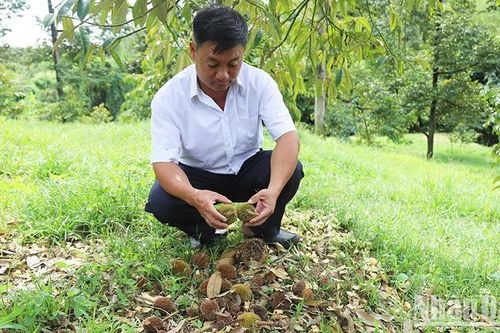 Mưa trái mùa làm bông sầu riêng rụng hàng loạt ở Lâm Đồng