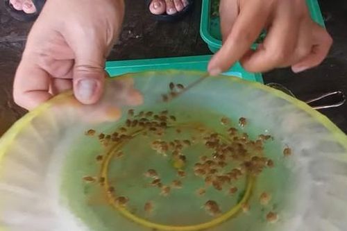 Tuyệt chiêu dùng chân nhang đếm 1.000 con cua giống nhanh như máy
