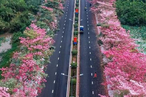 Mê mẩn đường hoa kèn hồng đẹp hơn cả trên ti vi