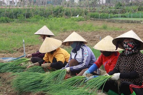 Nghệ An: Rau tiêu thụ mạnh, trên đà tăng giá
