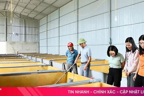 Nuôi lươn không bùn ở Cẩm Quang