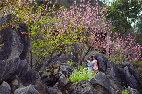 Sắc Xuân trên 'miền đá nở hoa'
