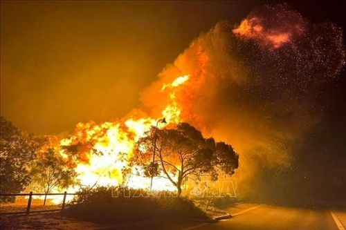 Nguy cơ cao xảy ra cháy rừng ở bang New South Wales (Australia) do sóng nhiệt