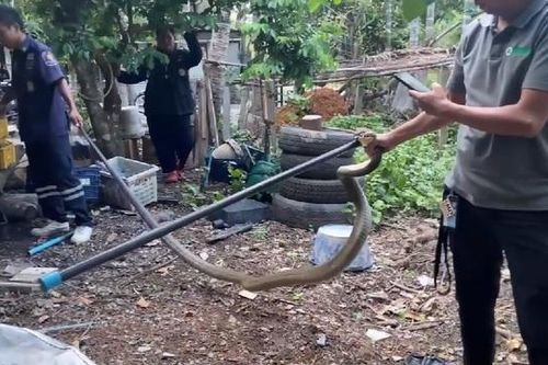 Bắt sống rắn hổ mang chúa khổng lồ dài 4 mét bò vào nhà dân