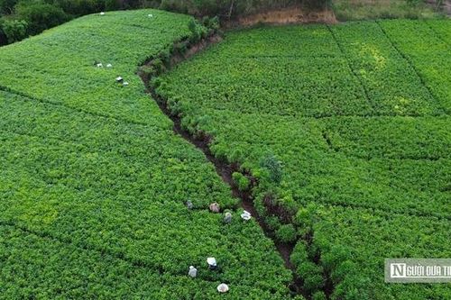 Lợi ích kép từ mô hình nông nghiệp xanh ở Đồng Nai