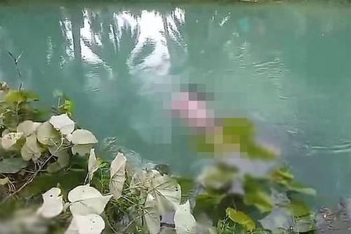 Đi hái rau muống, người phụ nữ bị cá sấu cắn tử vong ở Indonesia