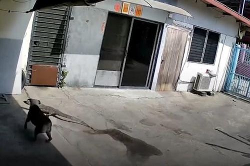 CLIP: Cuộc đối đầu nghẹt thở của chó với thằn lằn ngăn không cho vào nhà