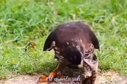 CLIP: Đụng độ diều hâu, rắn độc bị kẻ địch moi mắt không thương tiếc