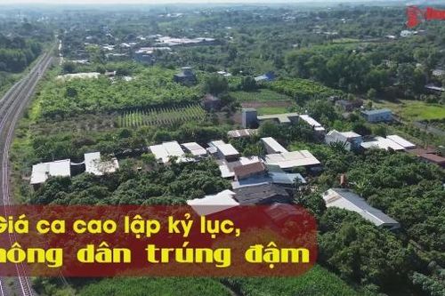 Giá ca cao lập kỷ lục, nông dân trúng đậm