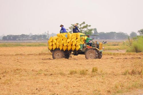 Nhịp sống ngày mùa ở vùng biên