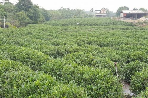 Giá chè xuất khẩu của Việt Nam chỉ bằng khoảng 65% so với thế giới