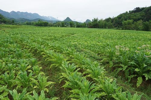 Hòa An phát triển bền vững vùng nguyên liệu thuốc lá
