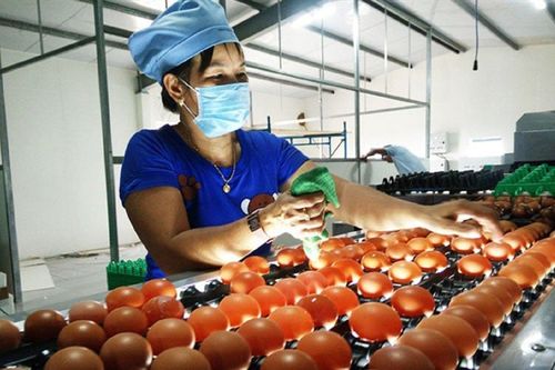 Lý do doanh nghiệp Việt khó bước chân vào thị trường trứng ở Mỹ