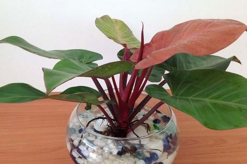 2 mệnh này hợp trầu bà đế vương, cây giúp gia tăng vượng khí, thăng quan tiến chức
