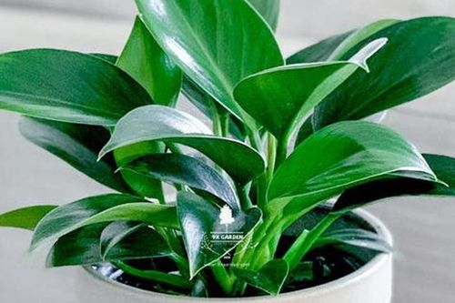 Người thuộc mệnh này hợp với cây trầu bà đế vương xanh, vị trí đặt cây này để thăng tiến trong công việc