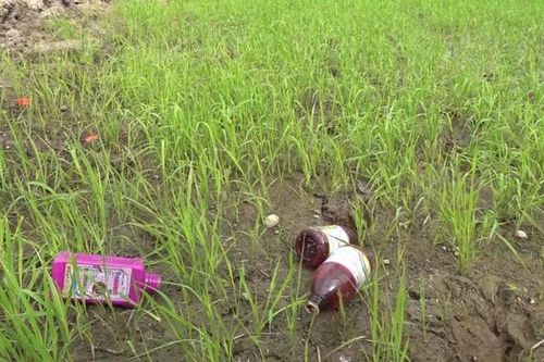 Bao bì thuốc bảo vệ thực vật vứt tràn lan ảnh hưởng nghiêm trọng đến môi trường