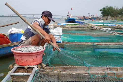 Quản lý chặt mô hình nuôi cá lồng bè tự phát trên sông