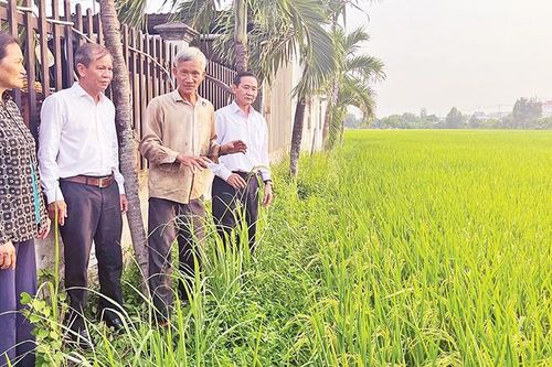 Nông dân thành phố trồng lúa đặc sản