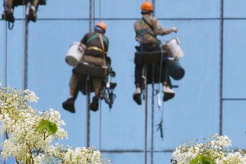 Hoa sưa nở rộ: Hà Nội vào mùa hoa trắng tinh khôi
