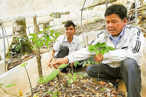 'Vua sâm' giúp dân thoát nghèo