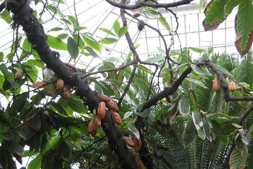 Nông dân trồng ca cao ở Indonesia gặp khó vì biến đổi khí hậu