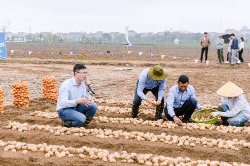 Hợp tác công tư canh tác khoai tây bền vững nâng tầm giá trị nông sản Việt Nam