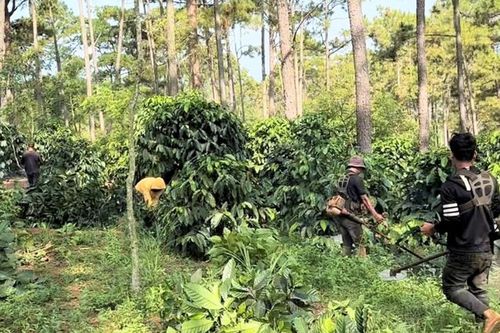 Buộc doanh nghiệp giải tỏa 9,21 ha đất rừng bị lấn chiếm để bàn giao lại cho Nhà nước