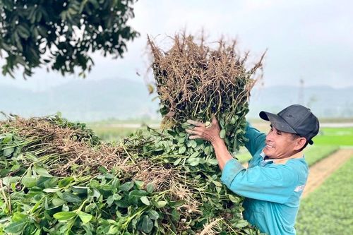 Lạc vụ Đông muộn ở Nam Đàn: Mất mùa, củ xấu