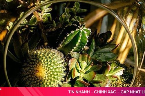 Khám phá nghệ thuật thu nhỏ thiên nhiên cùng Terrariumvibe