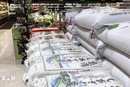 Nhật Bản: Nhập khẩu gạo tư nhân tăng vọt vì thiếu hụt nguồn cung trong nước