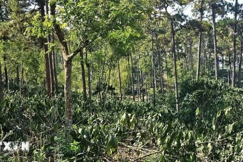 Lâm Đồng: Giải tỏa, thu hồi hơn 9ha rừng do doanh nghiệp để người dân lấn chiếm
