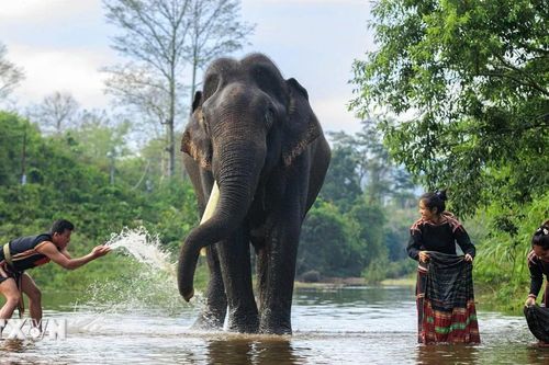 Về với Tây Nguyên đại ngàn 'mùa con ong đi lấy mật'