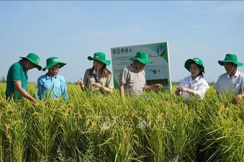 70% mô hình, dự án khuyến nông được xây dựng theo chuỗi liên kết sản xuất