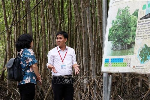 Sáng tạo trong bảo vệ và phát triển rừng ngập mặn Cần Giờ