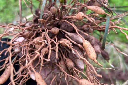 'Gạo' mọc dưới lòng đất, có từ 2.000 năm trước, đắt mấy vẫn không lo thiếu khách