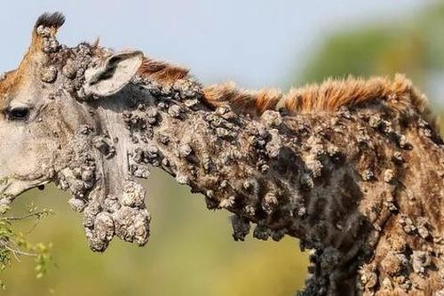 Căn bệnh lạ khiến hươu cao cổ có ngoại hình kỳ dị, u nhú nổi khắp người