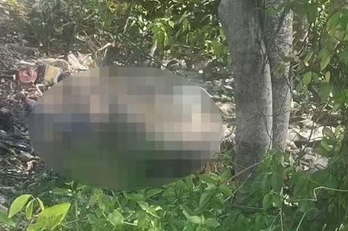 Đi tảo mộ, người dân phát hiện thi thể nam giới dưới gốc cây