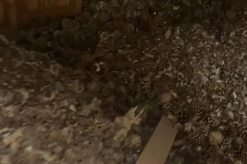 Được thuê sửa căn nhà cũ, hai cha con 'đứng hình' khi phát hiện bí mật bên trong