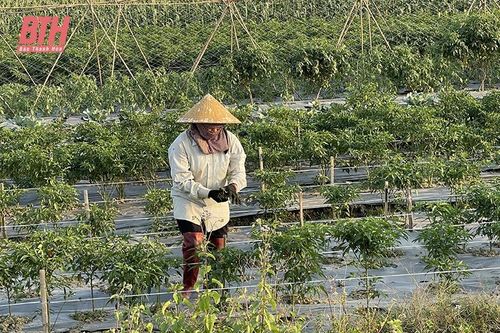 Thiệu Hóa phát triển nông nghiệp sạch, quy mô lớn