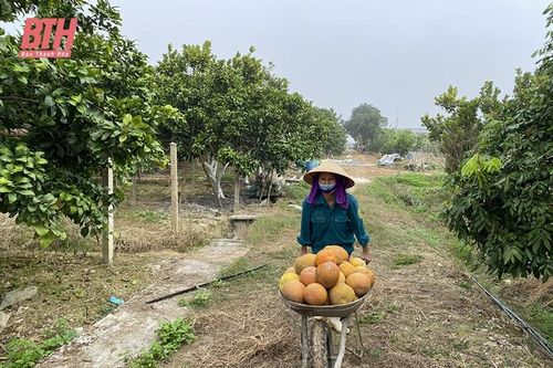Thọ Xuân: Nhiều kết quả nổi bật thực hiện nhiệm vụ trọng tâm, khâu đột phá