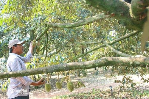 Nông dân lo lắng sầu riêng thu hoạch trễ vụ