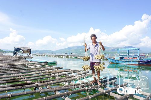 Ninh Hòa: Tăng cường quản lý nuôi trồng thủy sản