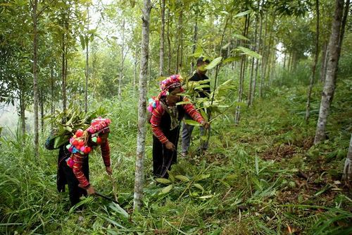 Cây quế cần có đầu ra bền vững