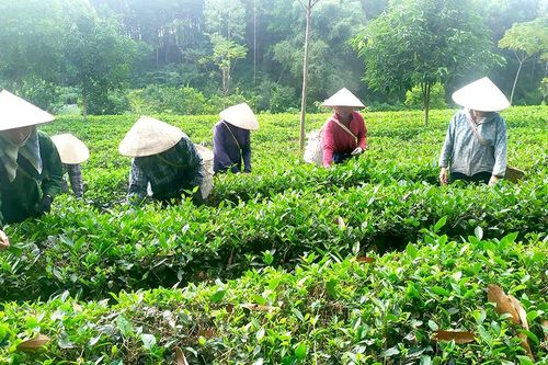 Phát triển sản phẩm chủ lực, đặc thù theo chuỗi liên kết